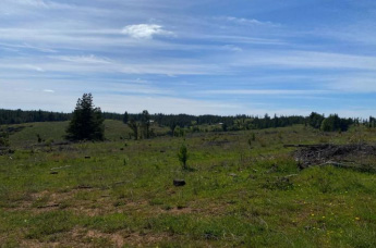 Terreno forestal de 22,65 ha en Yumbel – Ideal inversión sustentable🌿 - Imagen 9