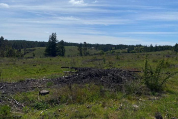 Terreno forestal de 22,65 ha en Yumbel – Ideal inversión sustentable🌿 - Imagen 2