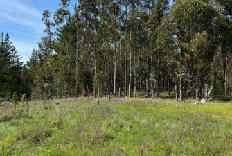 Terreno forestal de 22,65 ha en Yumbel – Ideal inversión sustentable🌿 - Imagen 13