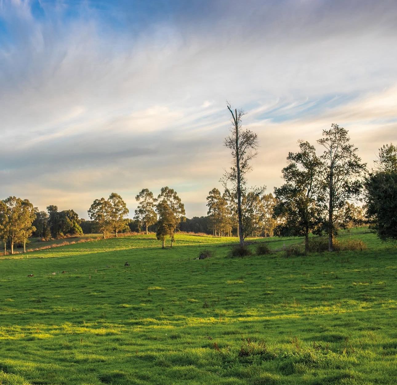 🏞 EXCLUSIVA PARCELA EN PUERTO VARAS — 5.000 m² - Imagen 16