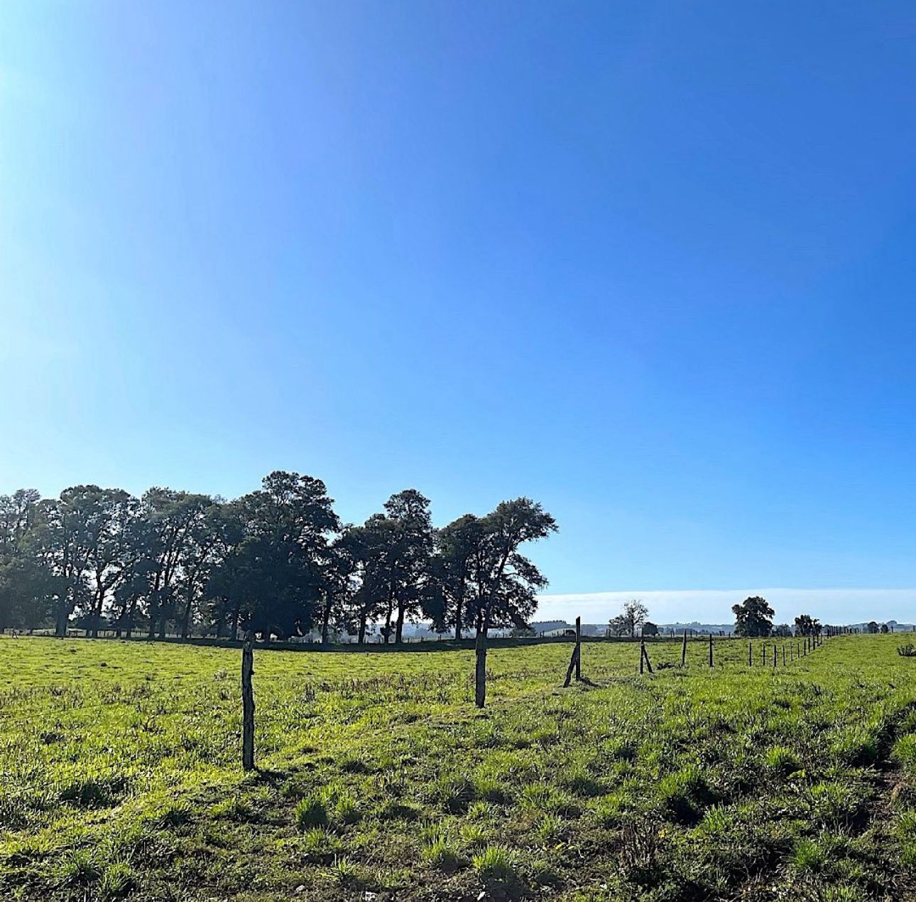 🏞 EXCLUSIVA PARCELA EN PUERTO VARAS — 5.000 m² - Imagen 15