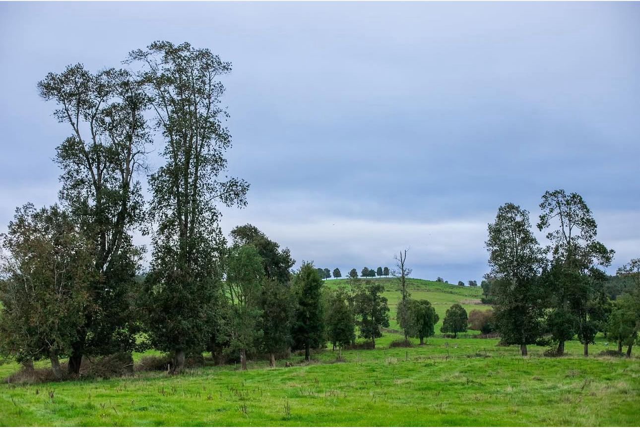 🏞 EXCLUSIVA PARCELA EN PUERTO VARAS — 5.000 m² - Imagen 12