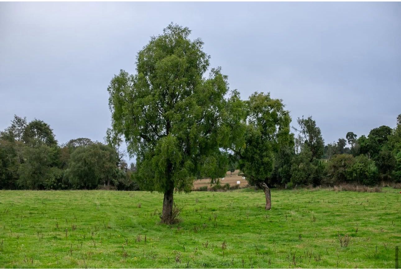 🏞 EXCLUSIVA PARCELA EN PUERTO VARAS — 5.000 m² - Imagen 11